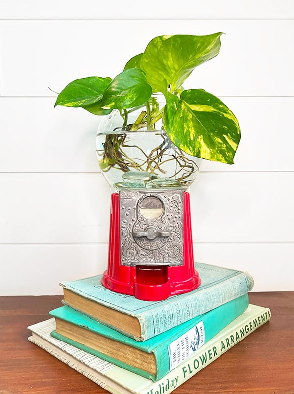 Photo of a gumball machine that has been repurposed into a plant propagation vase. The vase top has a leafy green house plant that overhangs the vase top and you can see the root system in the clear water. The gumball machine base vintage-style red with a metal front. The vase sits on a stack of aqua colored books on a wood table against a white wood slatted wall.