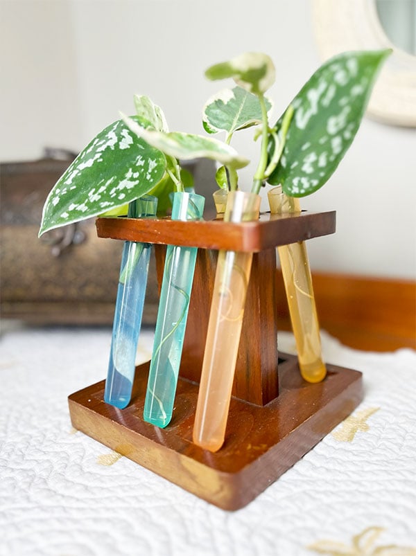 A vintage wood cigar holder shown holding six plastic test tubes that are plastic and slightly see-through so you can see the roots of each plant cutting. The pastel test tubes come in pastel blue, green, yellow and orange to add a pop of color to this vintage holder.