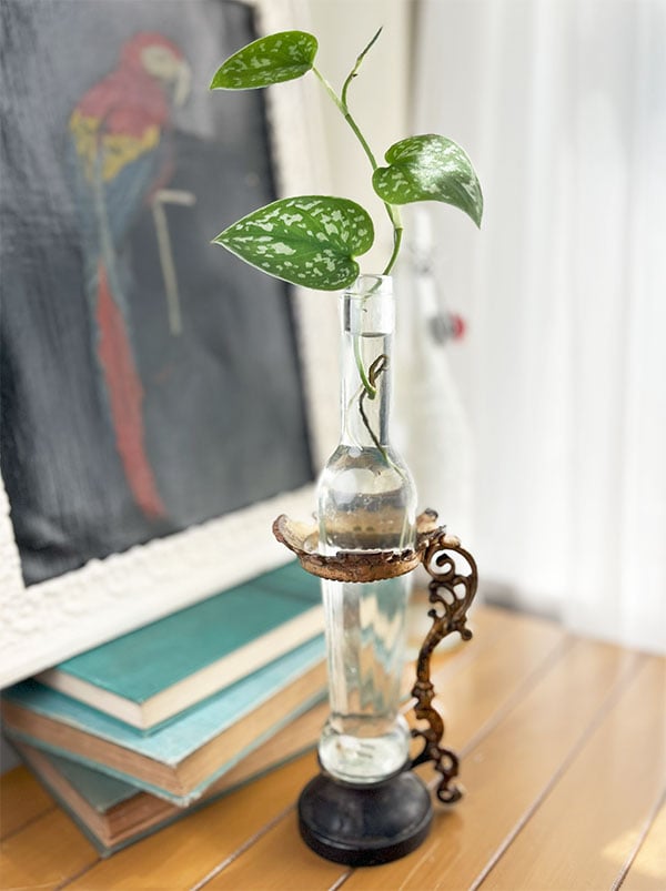 A clear, slender, vintage glass bottle filled with water and a plant cutting in a brass ornate holder that used to be a part to an antique lamp. 