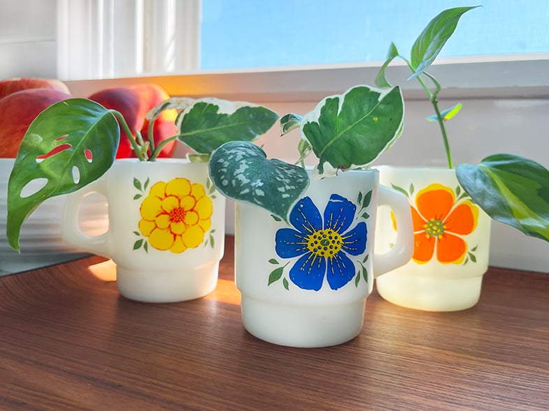 Plant propagation in three vintage fire king milk glass mugs. Each white mug has a color flower design, on mug with a yellow flower, the center mug with a blue flower and the mug on the right with an orange flower. The mugs are filled with monstera and other plant cuttings on a counter with a cheerful bowl of peaches and blue sky from the window as a backdrop.