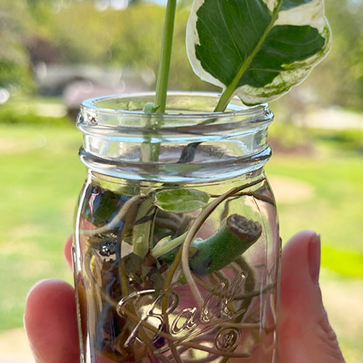 Closeup photo of a clear Ball jar of water with sprigs and cuttings growing roots. Held up outside with greenery in the background. Beautiful, lush and green!