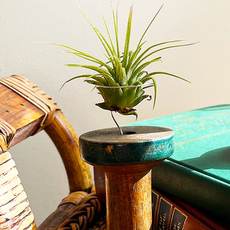 4 DIY Air Plant Holders - This is the square feature image for the blog post. The photo shows a vintage wooden spool with a green top. Through the center is a silver twirl or wire delicately holding a single air plant on a shelf with a small stack of vintage books to the side.