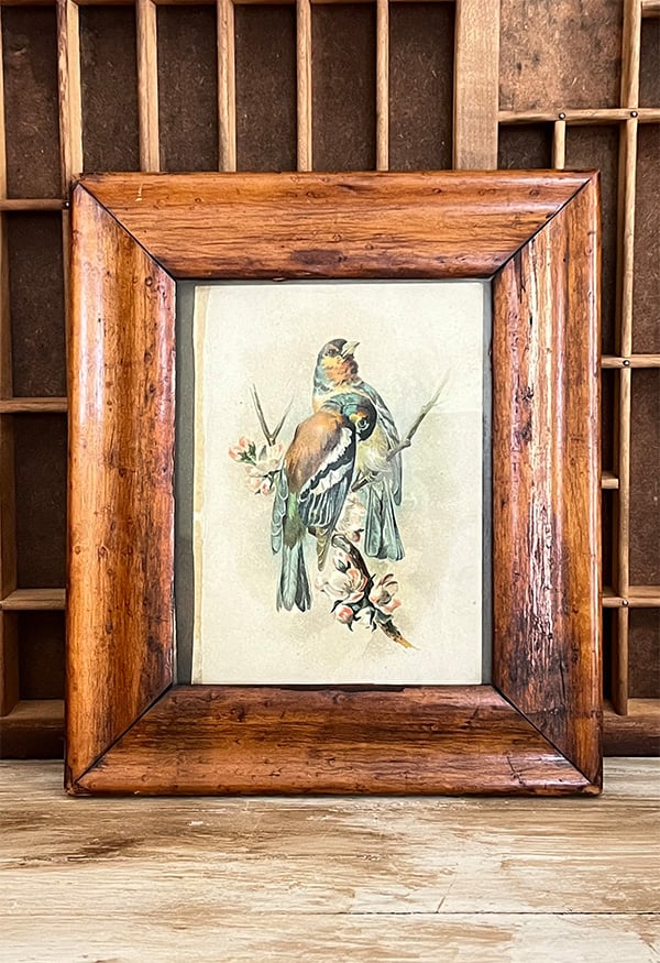 Wood framed bird print. Two birds, they are vintage chromolithographs with soft color craduations in how the oranges and yellows blend into the blues and greens. This was achieved by layering different colored stones (litho stones) during the printing process. The rich thick hand-hune wood frame compliments the amber tones of the birds and tree branch floral. This was an amazing thrift store find and one of a pair of framed prints.
