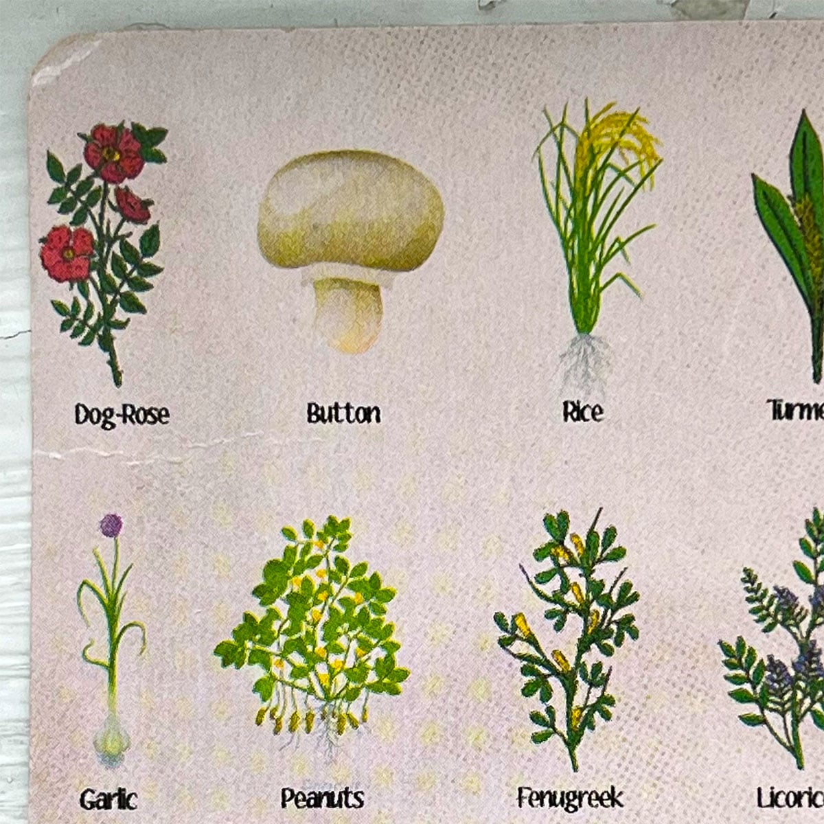 Vegetable card closeup with Dog-Rose, button mushroom, garlic, Licorice and other show in a simple illustration form.