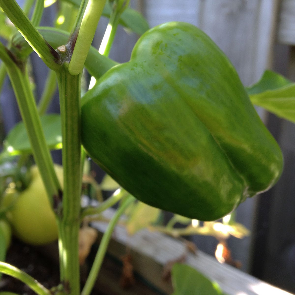 Green bell pepper closeup growing on the vine.
