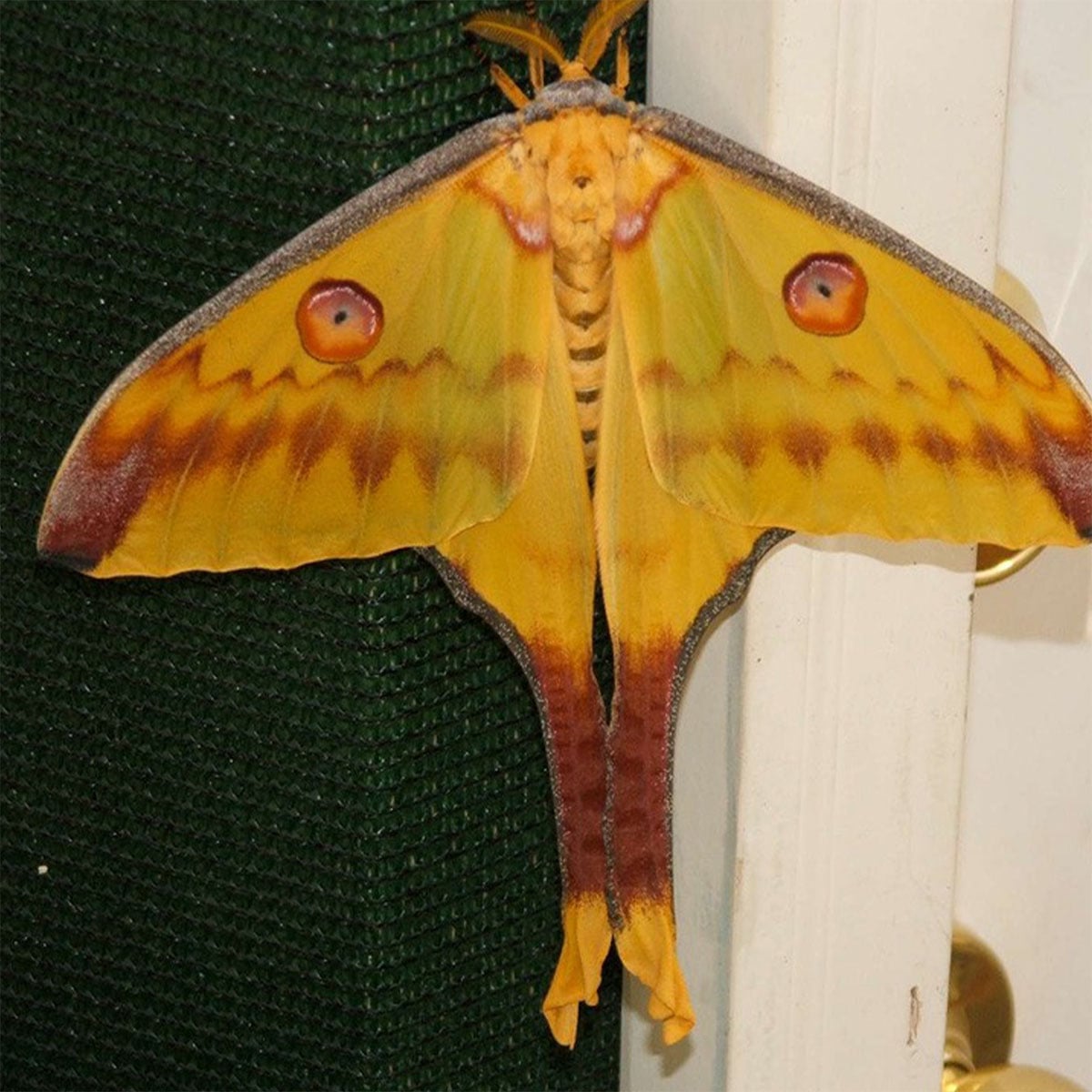 yellow moth closeup photo with wings spread in golden hues and amber.