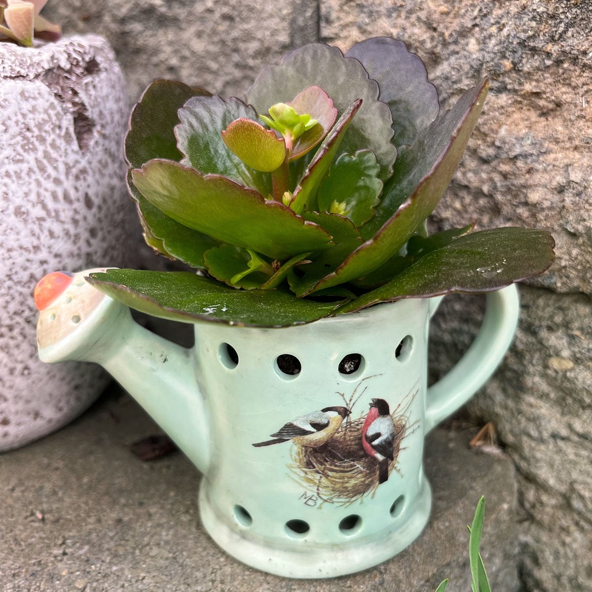 Closeup of a green floral in a light aqua blue ceramic watering can with a bird motif on the side and a ladybug on the spout. This piece is used in a miniature fairy garden setting with a bird in a broken jug set in wheat grass below.
