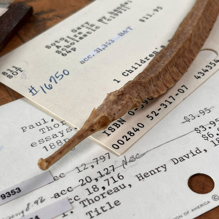 Closeup of the head and part of the body of a dried Alligator Fish on vintage cards from an old card catalog.
