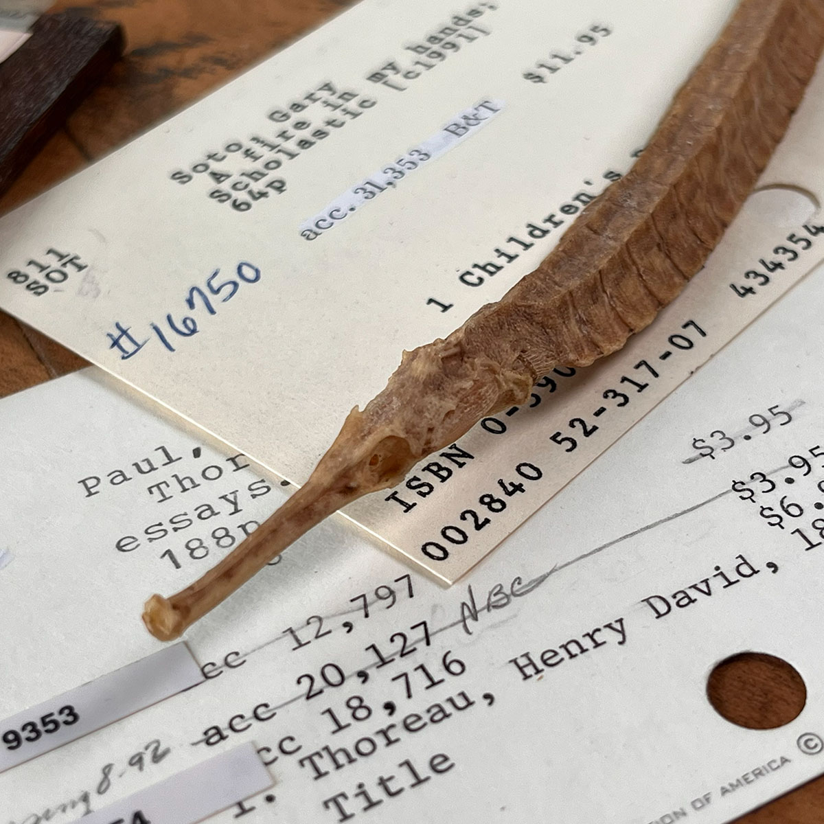 Closeup of the head and part of the body of a dried Alligator Fish on vintage cards from an old card catalog.
