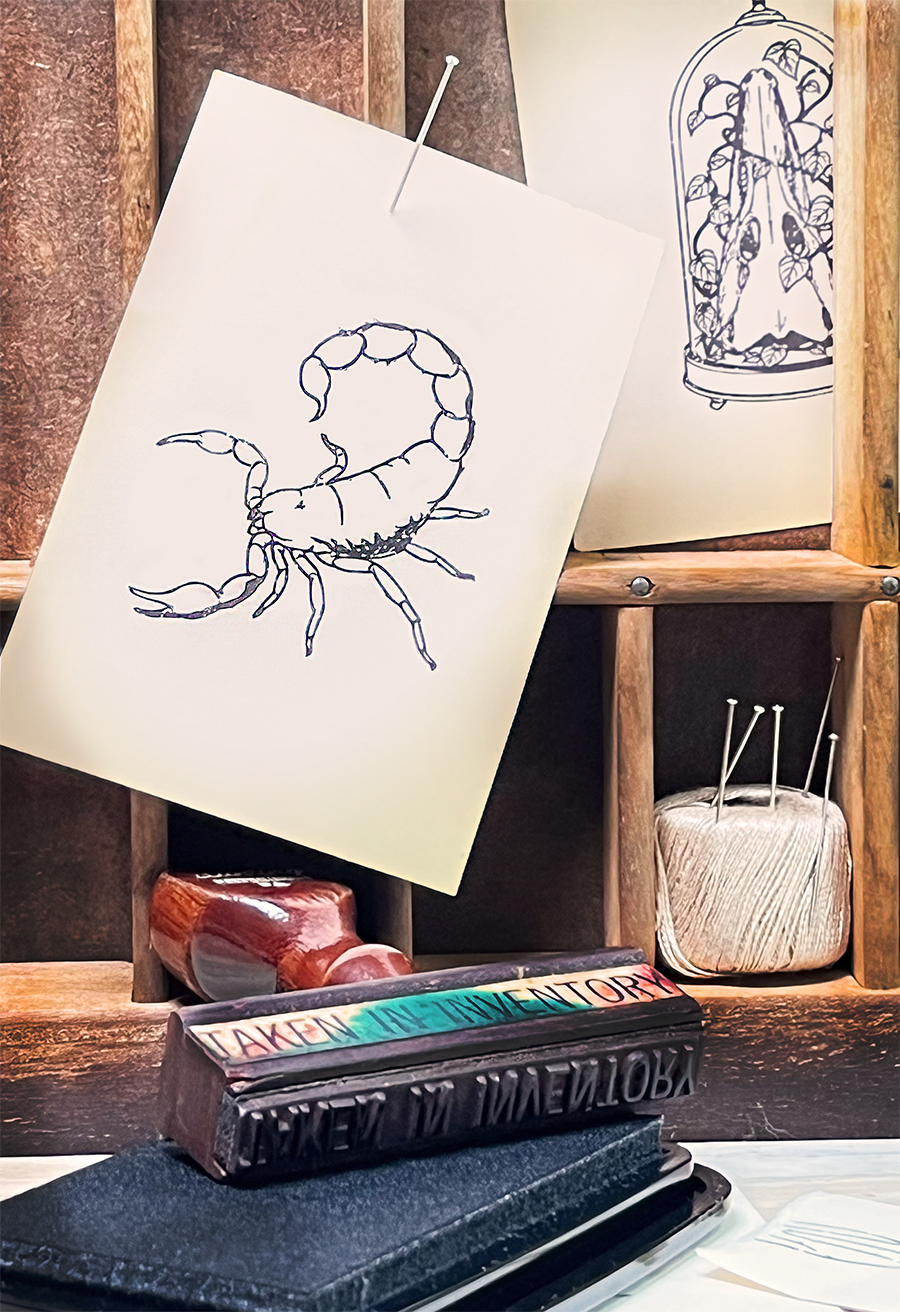 Oddities cards - two shown pinned to a wooden typesetting tray with a 'taken in inventory' stamp below. There is a scorpion card and an alligator skull with vines in a cloche. These are hand drawn illustrations in black ink on ivory card stock - two out of a set of three available to download and print.