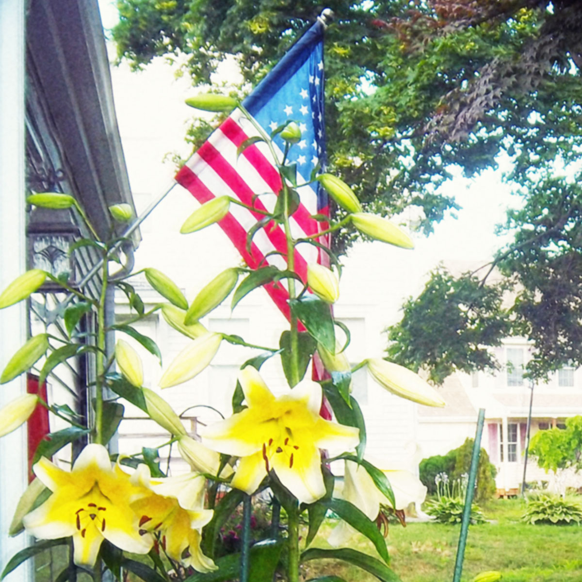 United States flag on the front of a house with lilies in bloom underneath on a bright summer day.