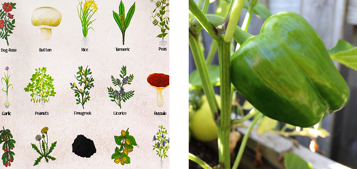 Left image (vintage card): Close-up of a vintage botanical reference card illustrated with vegetables, herbs, and plants. Right image (green pepper): Green bell pepper growing on the vine in a summer vegetable garden.