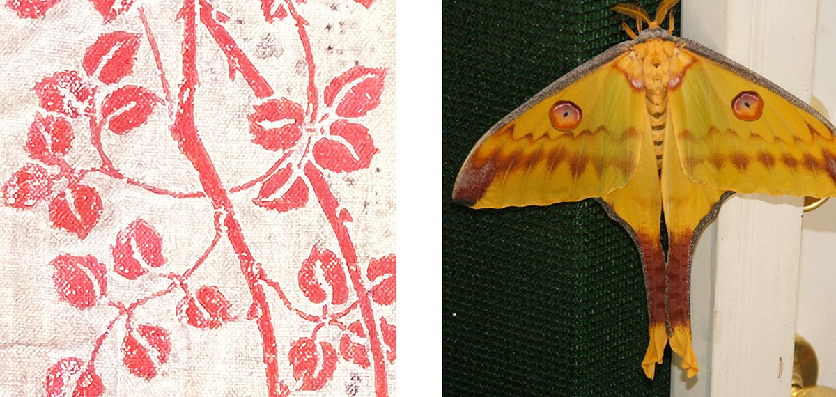 Left image (pink floral print): Close-up of a worn pink floral print on textured ivory fabric with branches and small leaves. Right image (moth): Large yellow luna moth with long tails resting against a dark green background.
