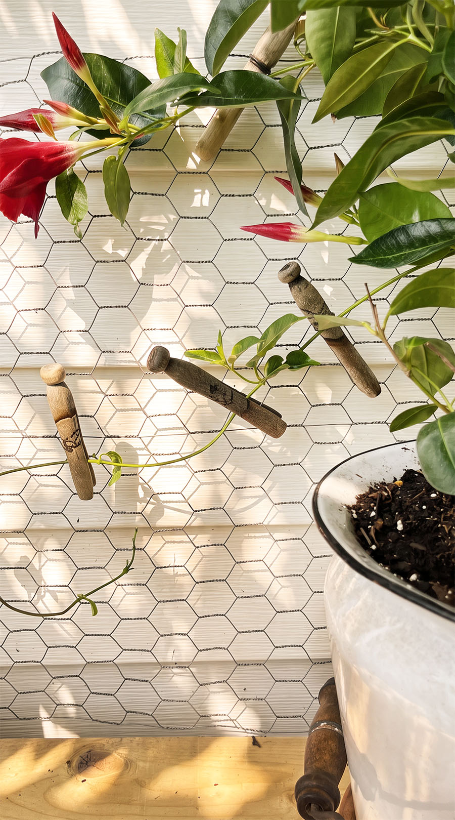 Trailing mandevilla vine clipped to chicken wire with vintage wooden clothespins beside a white enamel bucket on a weathered potting table.