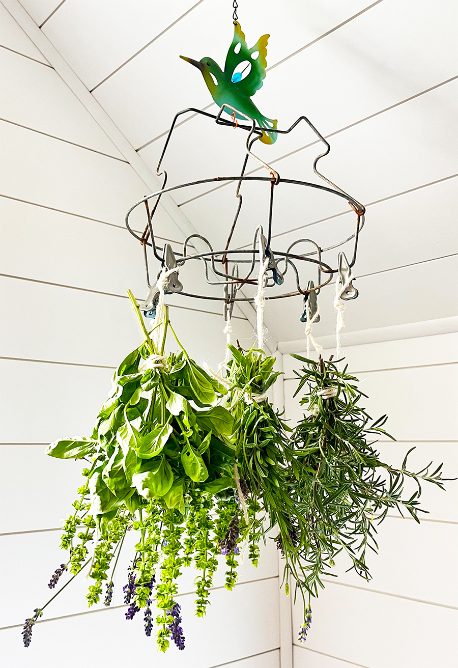 Fresh picked and bundle lavendar, rosemary and basil hanging from a round vintage canning jar caddy hanging from the ceiling with a humming bird chain at the top.
