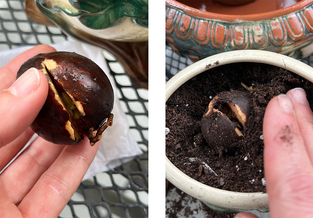 Photo 1 Avocado pit beginning to split open, revealing the first root emerging while held in a hand. Photo 2 Sprouted avocado pit planted in a vintage ceramic pot as soil is gently tucked around it by hand.
