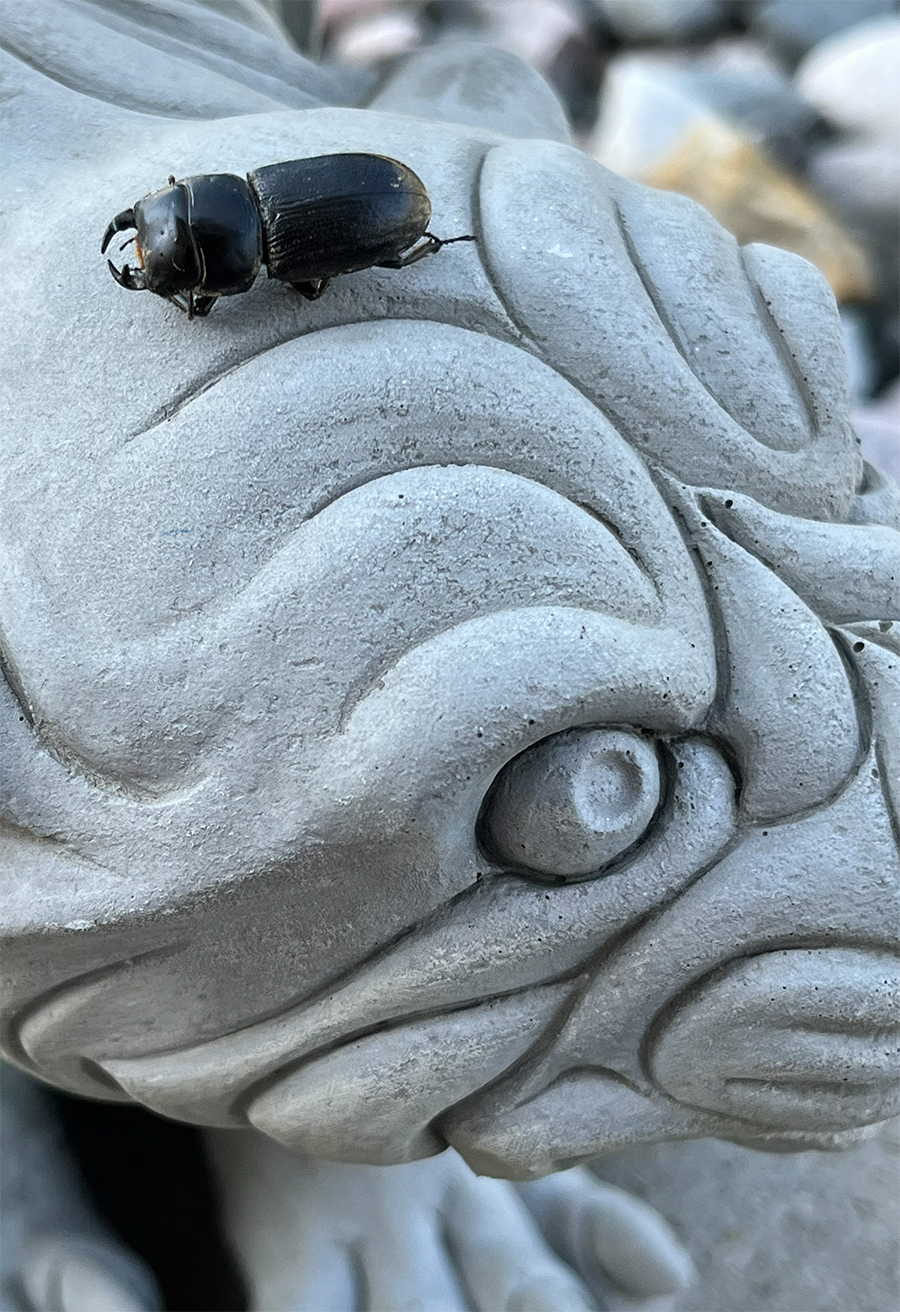 A closeup of a faded gray stone gargoyle with a large black beetle on it's head. Photo taken in my garden.