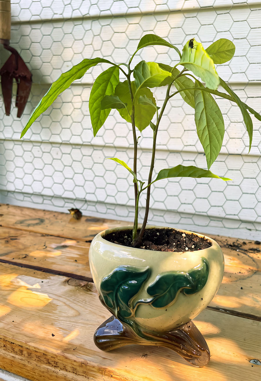 Avocado plant growing in a vintage ivy ceramic planter on a wooden potting table, with fresh green leaves and a naturally leaning shape.