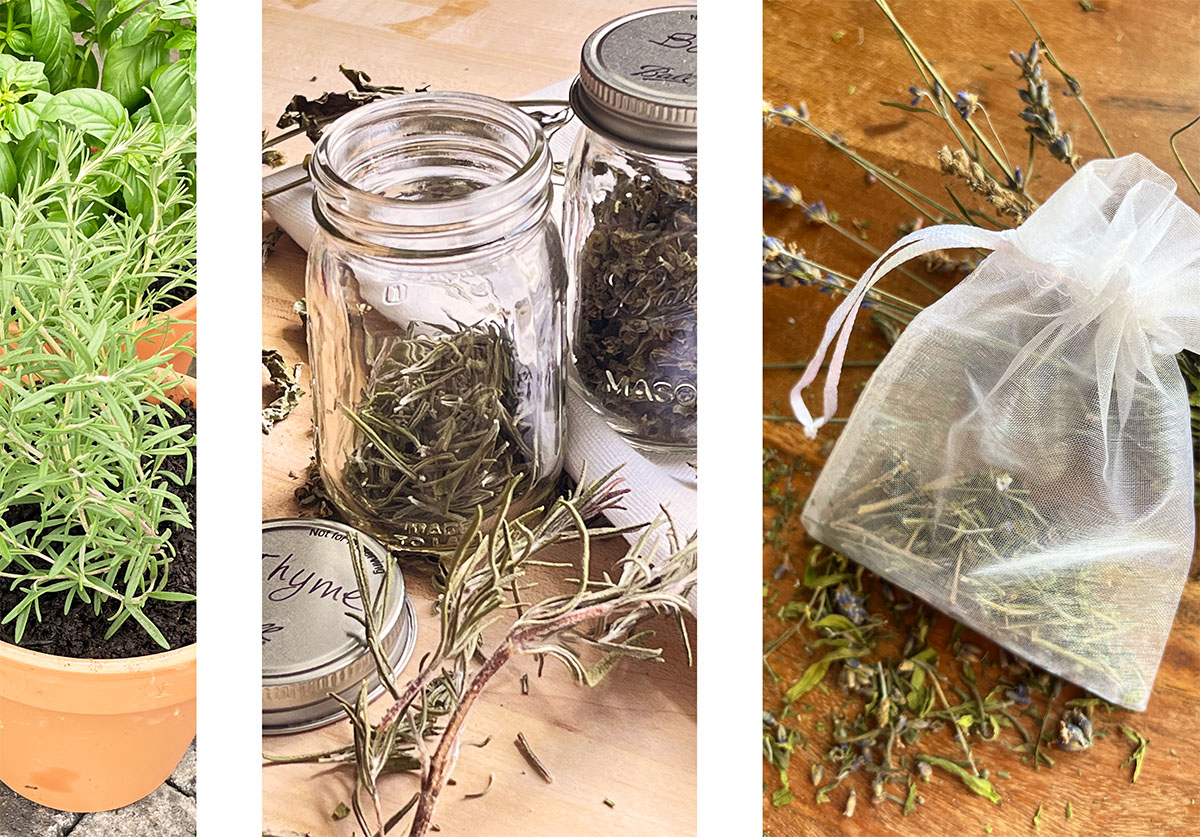 Three side by side vertical photos with planting herbs in pots and saving them in mini ball jars (basil and thyme) after drying and making sachets from dried lavendar.
